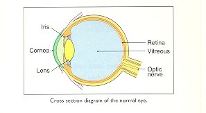 The eye